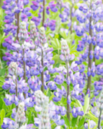 Lupine
