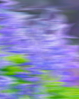 Purplisk
