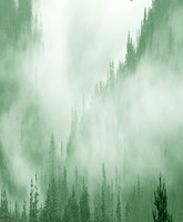 Misty Trees