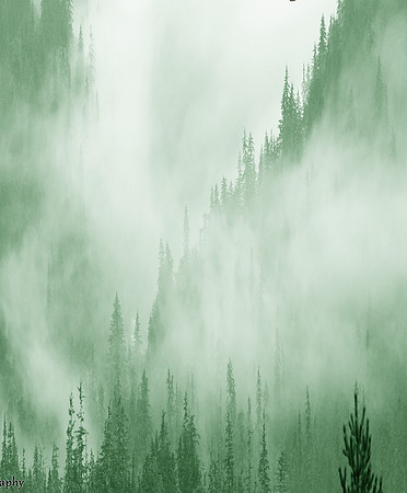 Misty Trees