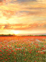 Poppy Fields