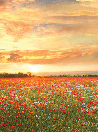 Poppy Fields