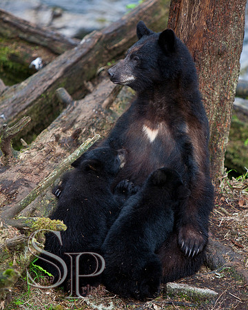 Bears