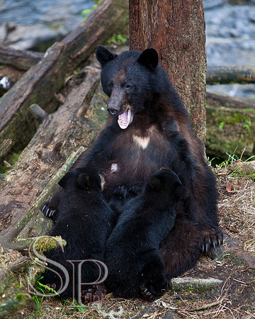 Bears