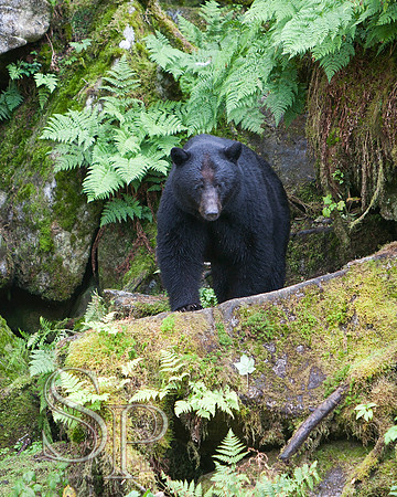 Bears
