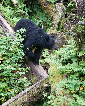 Bears