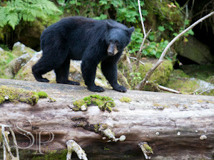 Bears