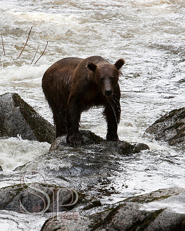 Bears