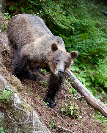 Bears