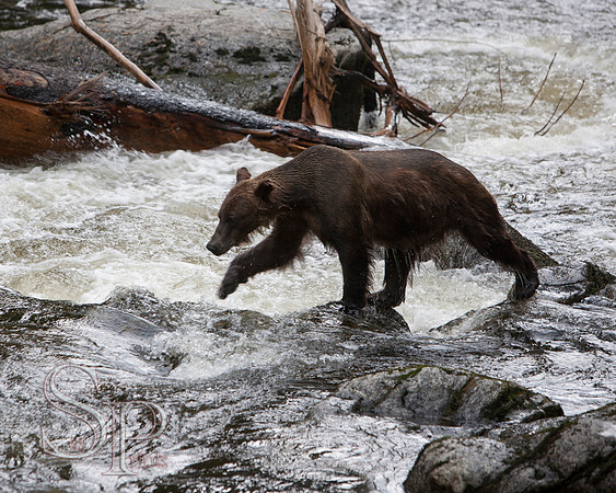 Bears