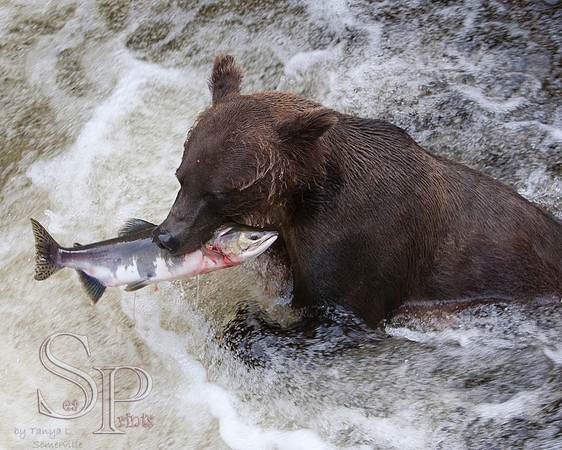 Bears