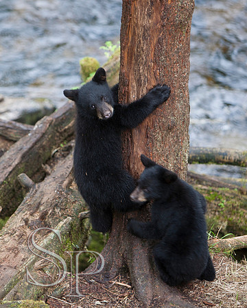Bears