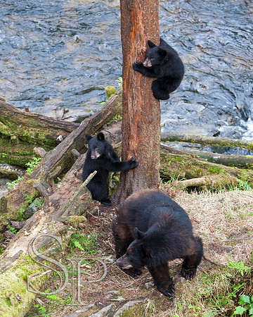 Bears