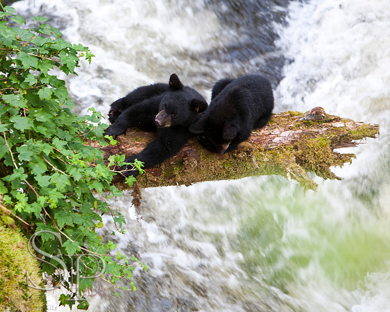 Bears