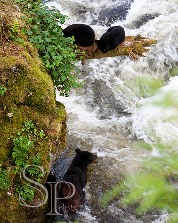 Bears