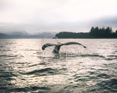 Humpback Tail
