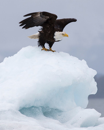 Eagle