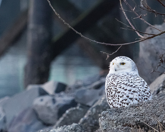 Wise Owl
