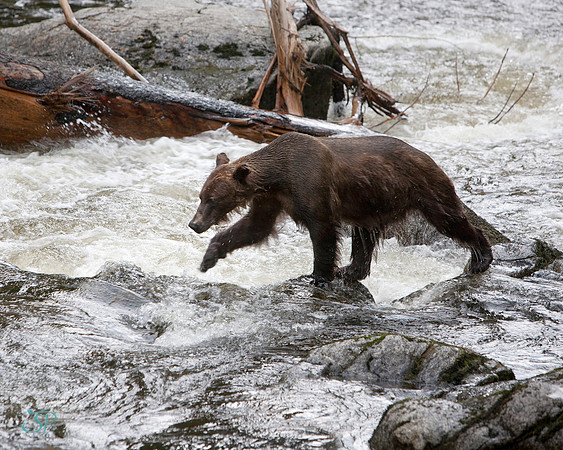The Grizzly Preditor