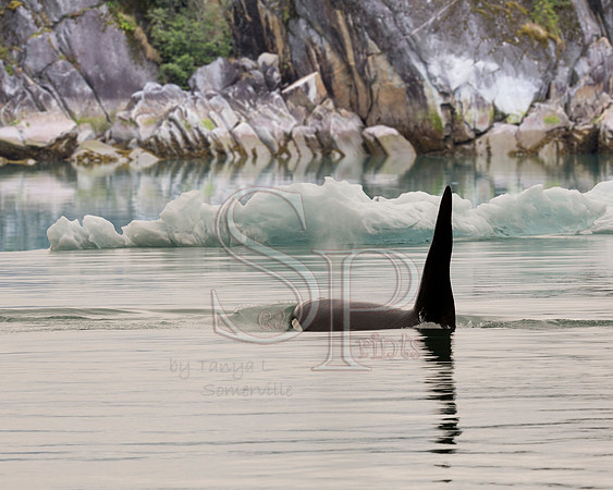 Killer whale with rocks a