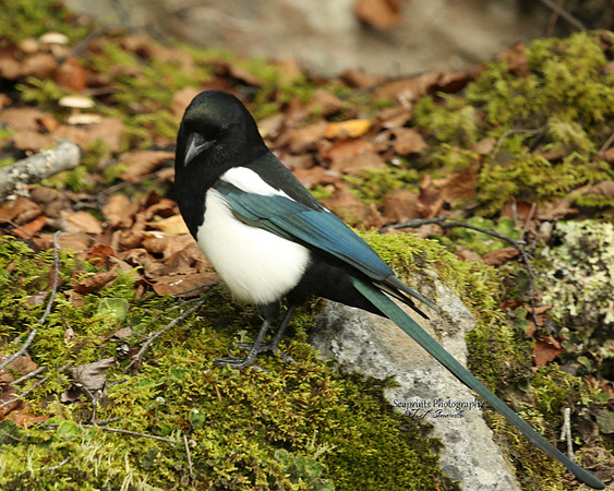 Pretty Birdc