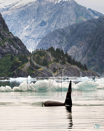 Killer Whale 2