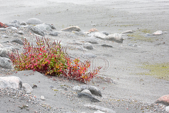 Seaprints Photography - Glacier Plant Life