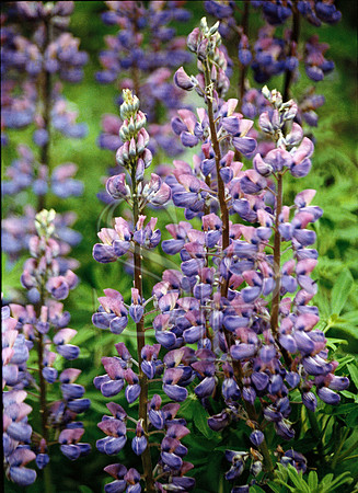 Lupine H1500791T-014