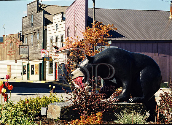 Bear on the Town