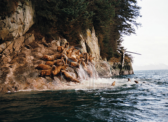 Sea Lion Rookery H1488130T-007