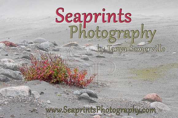 sEAPRINTS FLYER1