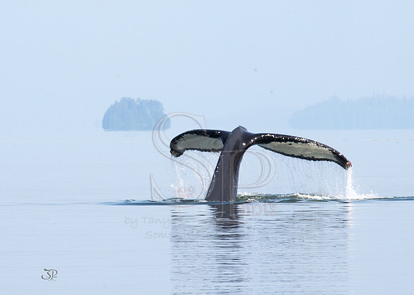 Seaprints Photography-0217fb
