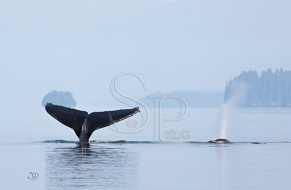 Seaprints Photography-0219fb