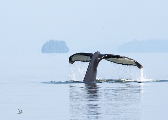 Seaprints Photography-0217
