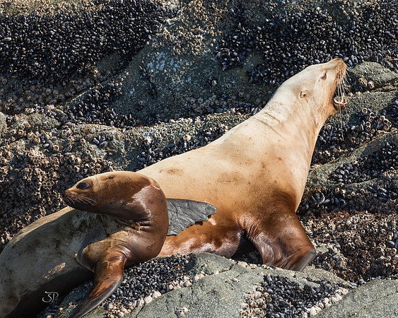 Seaprints Photography-8040