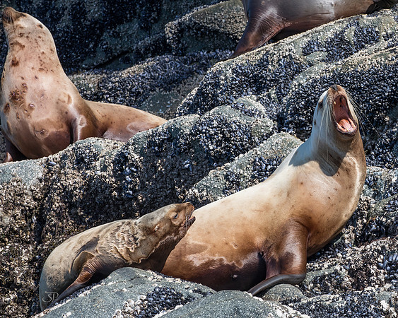 Seaprints Photography-8047