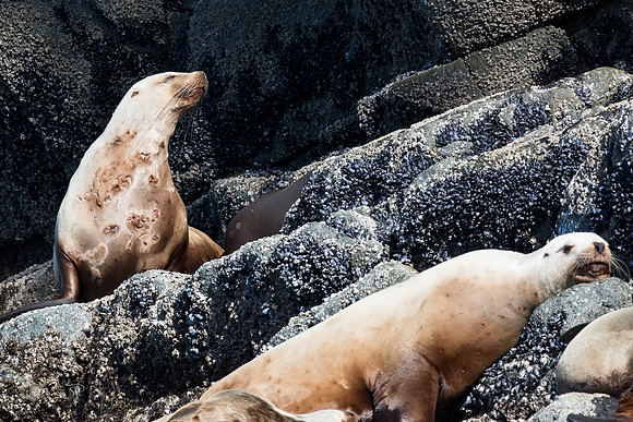 Seaprints Photography-8054
